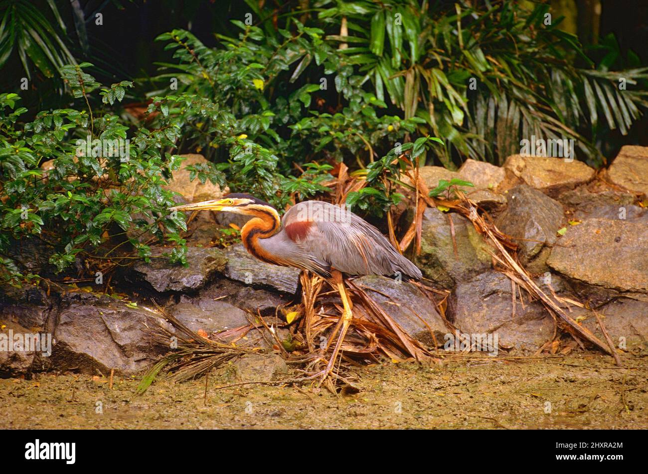 Purpurreiher, Ardea purpurea, Ardeidae, Vogel, Tier, Singapore Stock Photo