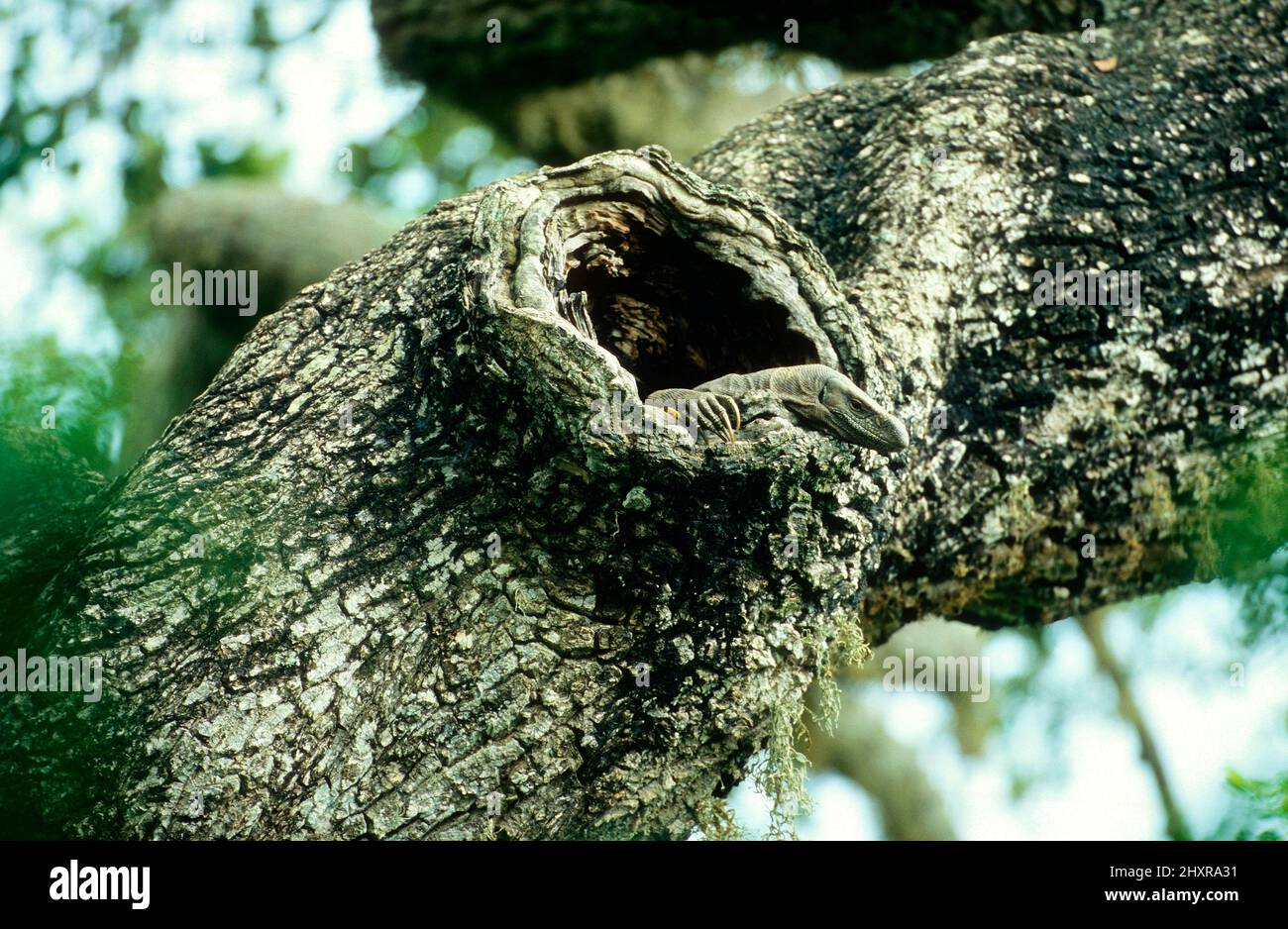 Bengalenwaran, Varanus benegalensis, Varanidae, Echse, Reptile, Tier, in Baumhöhle, Yala National Park, Sri Lanka Stock Photo
