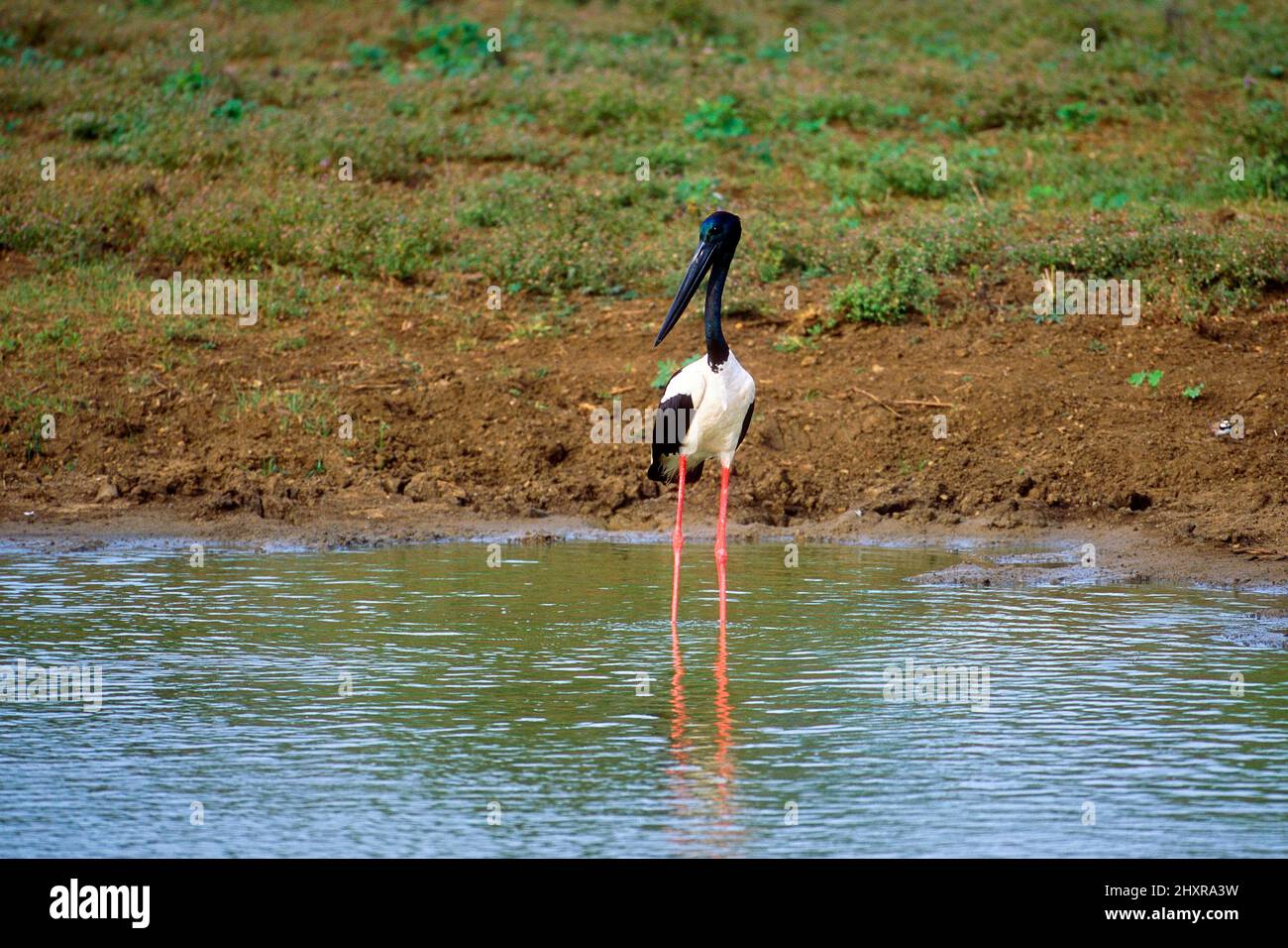 Riesenstorch, Ephippiorhynchus asiaticus, Ciconiidae, Vogel, Tier, Sri Lanka Stock Photo