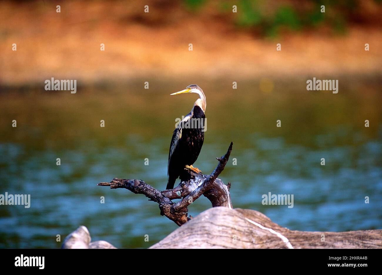 Schlangenhalsvogel, Anhinga melanogaster, Anhingidae, Brutkleid, Vogel, Tier, Yala Nationalpark, Sri Lanka Stock Photo