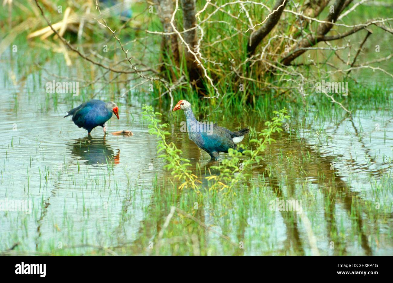 Purpurhuhn, Porphyrio porphyrio, Rallidae, Vogel, Tier, Sri Lanka Stock Photo