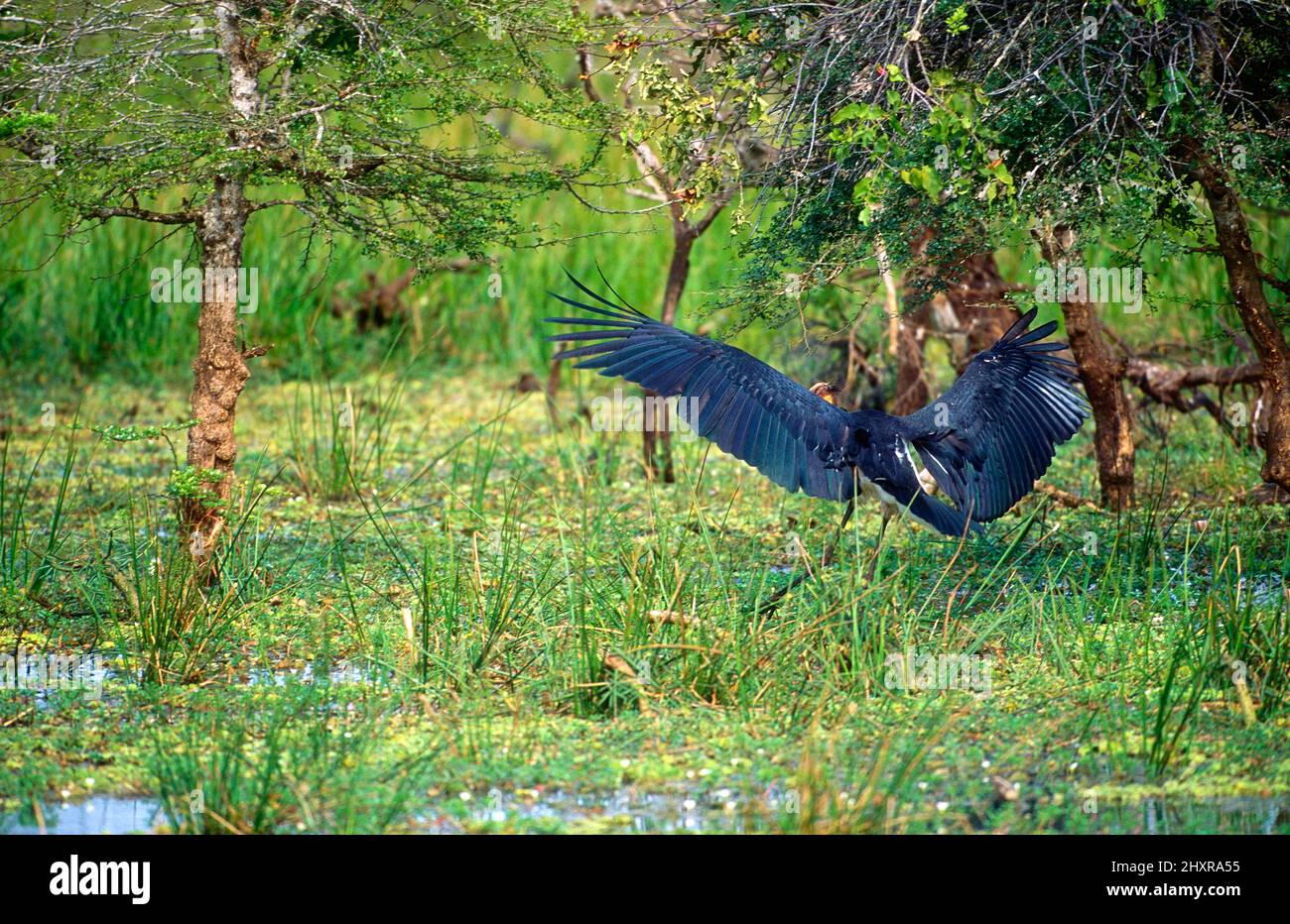 Kleiner Adjutant, Leptoptilos javanicus, Ciconiidae, landend, Vogel, Tier, Yala Nationalpark, Sri Lanka Stock Photo