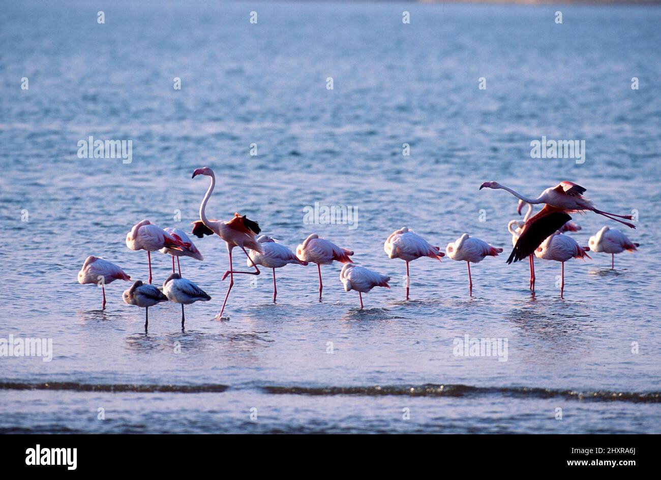 Rosaflamingo, Phoenicopterus ruber, Phoenicopteridae, Trupp, Vogel, Tier, Atlantikküste, Walvis Bay, Namibia Stock Photo