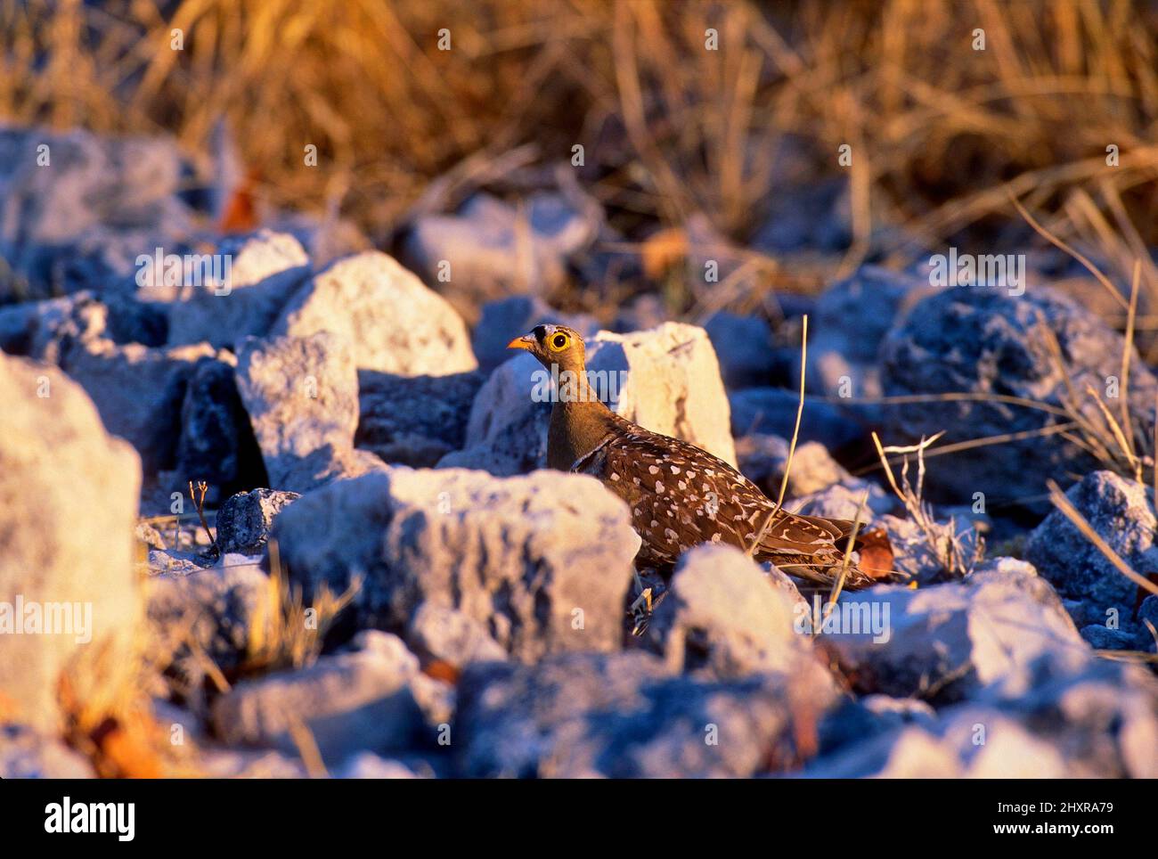 Bicinctus hires stock photography and images Alamy