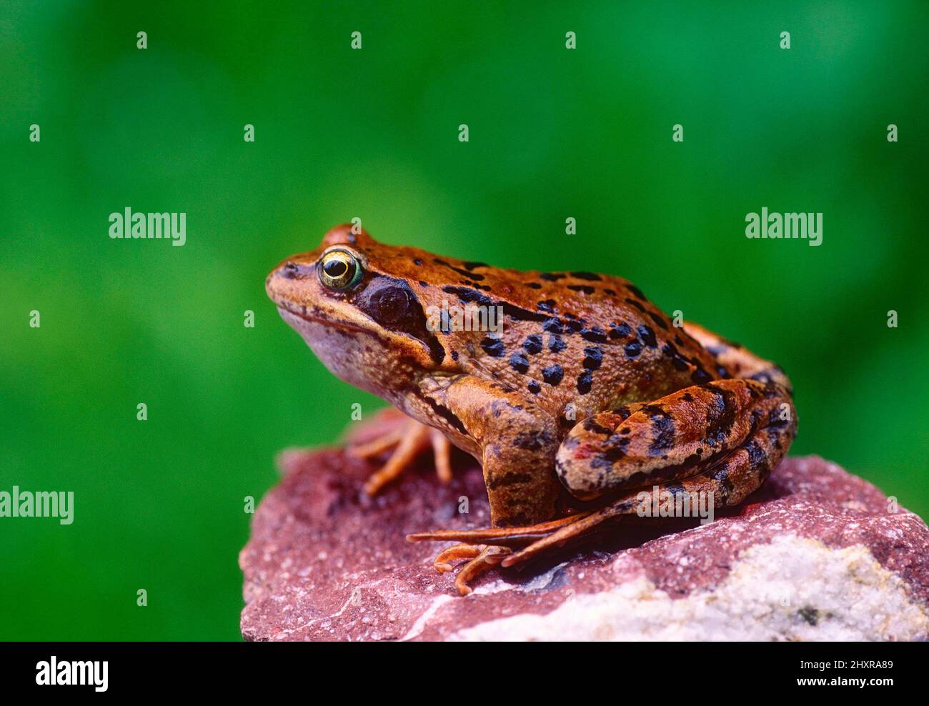 Grasfrosch, Rana temporaria, Ranidae, Frosch, Amphibie, Tier, Weisstannental, Kanton St. Gallen, Schweiz Stock Photo