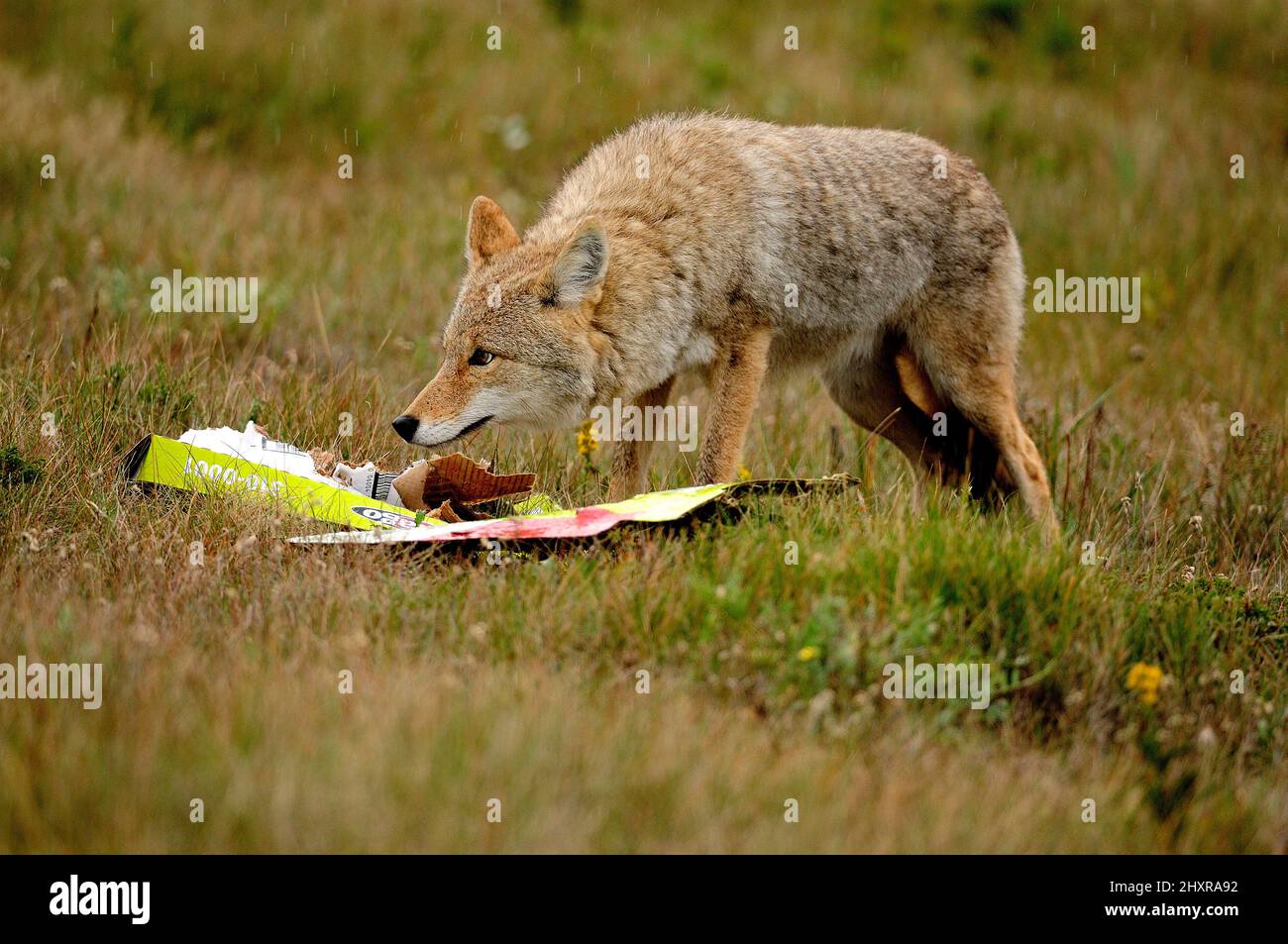 Kojote, Canis latrans, Canidae, am Abfall, Säugetier, Tier, Jasper Nationalpark, Alberta, Kanada Stock Photo