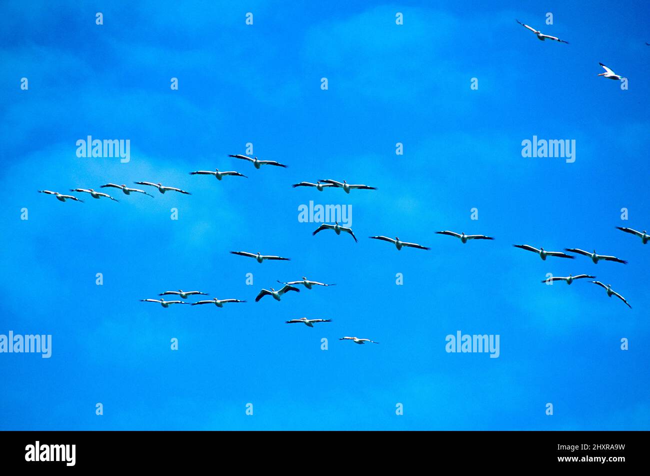 Nashornpelikan, Pelecanus erythrorhynchos, Pelecanidae, Trupp, im Flug, Vogel, Tier, Kalifornien, USA Stock Photo