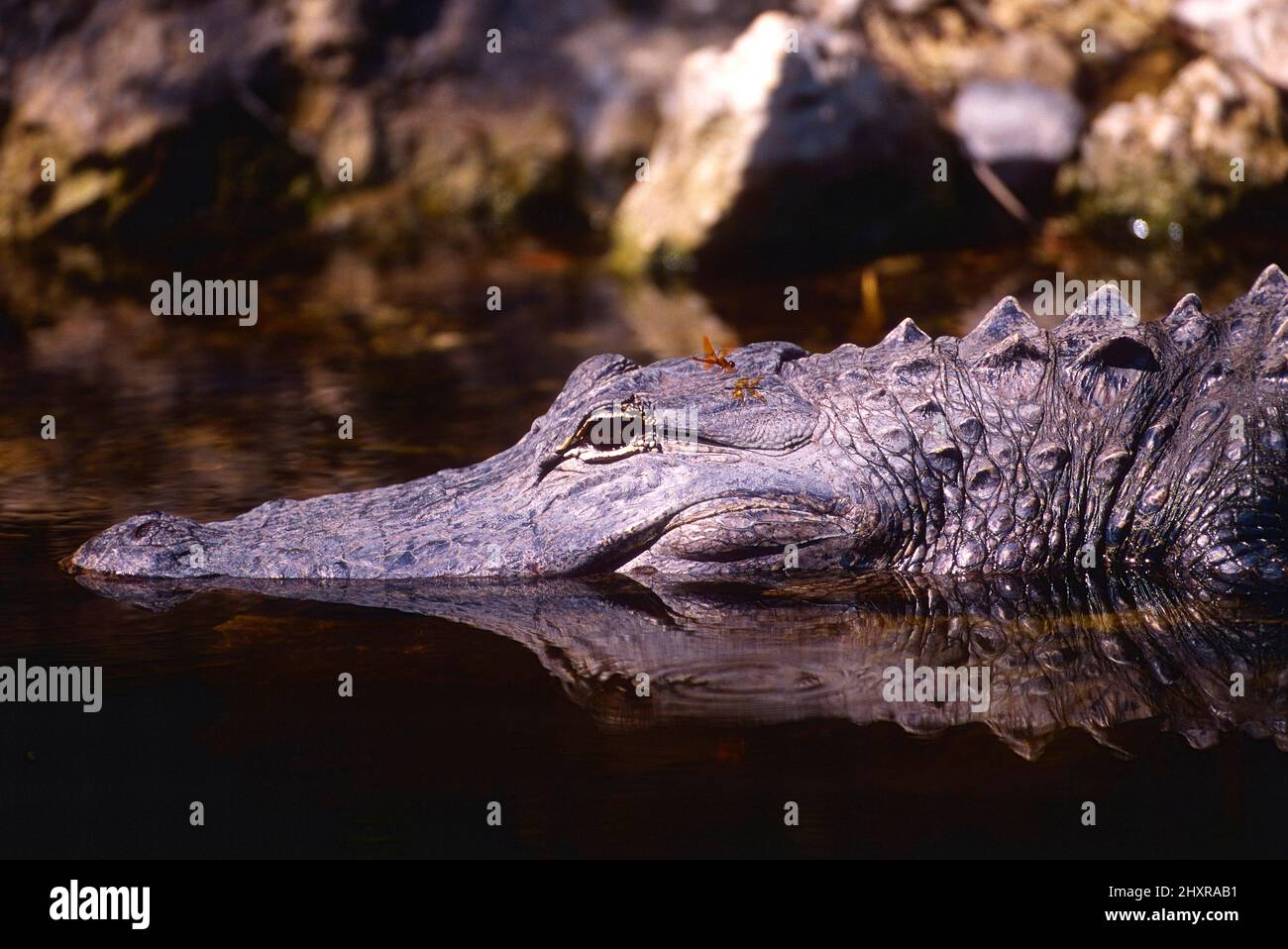 Mississippi-Alligator, Alligator mississippiensis, Alligatoridae, Echse, Reptil, Libelle, Insekt, Tier, Everglades Nationalpark, Florida, USA Stock Photo