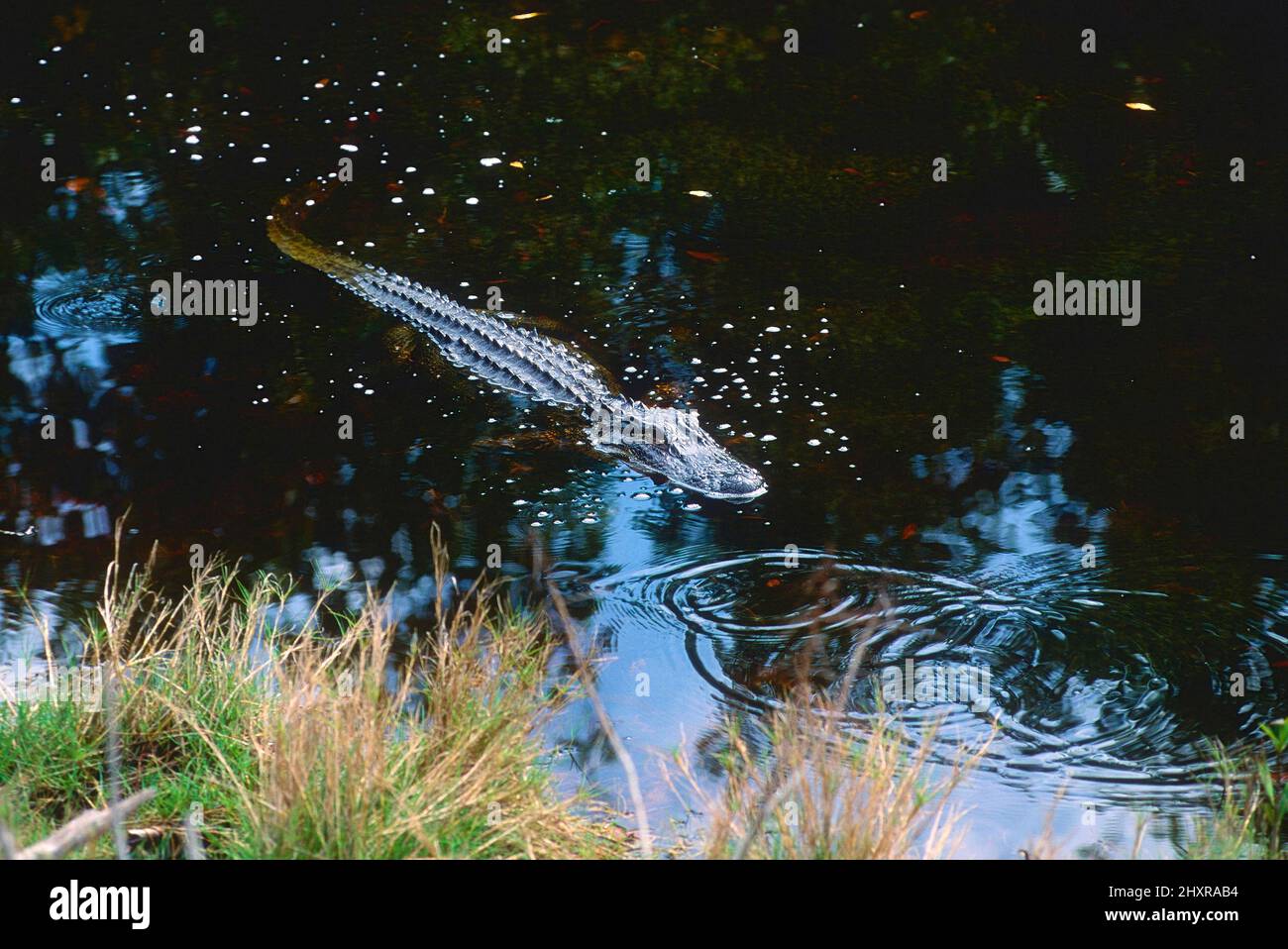Mississippi-Alligator, Alligator mississippiensis, Alligatoridae, Echse, Reptil, Tier, Everglades Nationalpark, Florida, USA Stock Photo