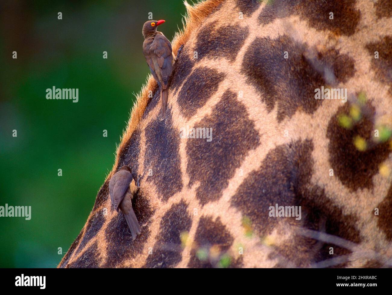 Rotschnabel-Madenhacker, Buphagus erythroryhnchus, Buphagidae, Vogel ...
