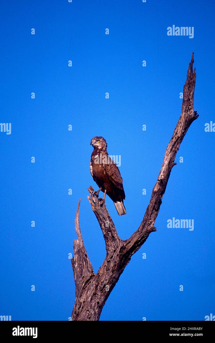 Brauner Schlangenadler, Circaetus cinereus, Accipitridae, Greifvogel, Vogel, Tier, Krüger Nationalpark, Südafrika Stock Photo