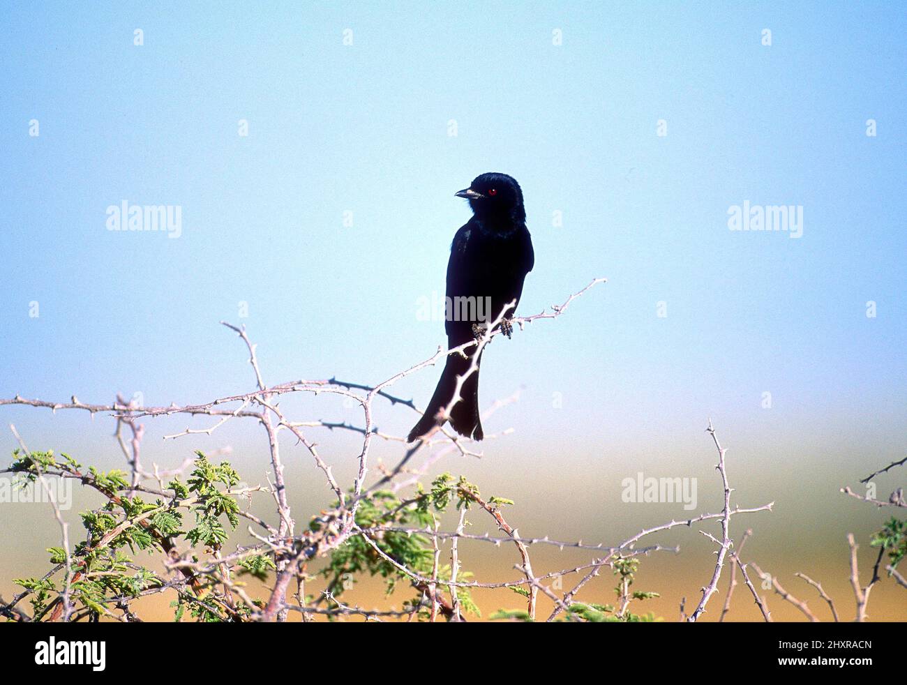 Trauerdrongo, Dicrurus adsimilis, Dicruridae, Vogel, Tier, Kgalagadi Transfrontier Nationalpark, Südafrika Stock Photo