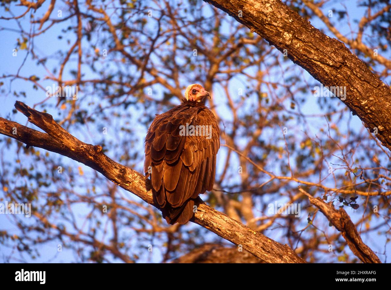 Kappengeier, Necrosyrtes monachus, Accipitridae, Geier, Vogel, Tier, Krüger Nationalpark, Südafrika Stock Photo