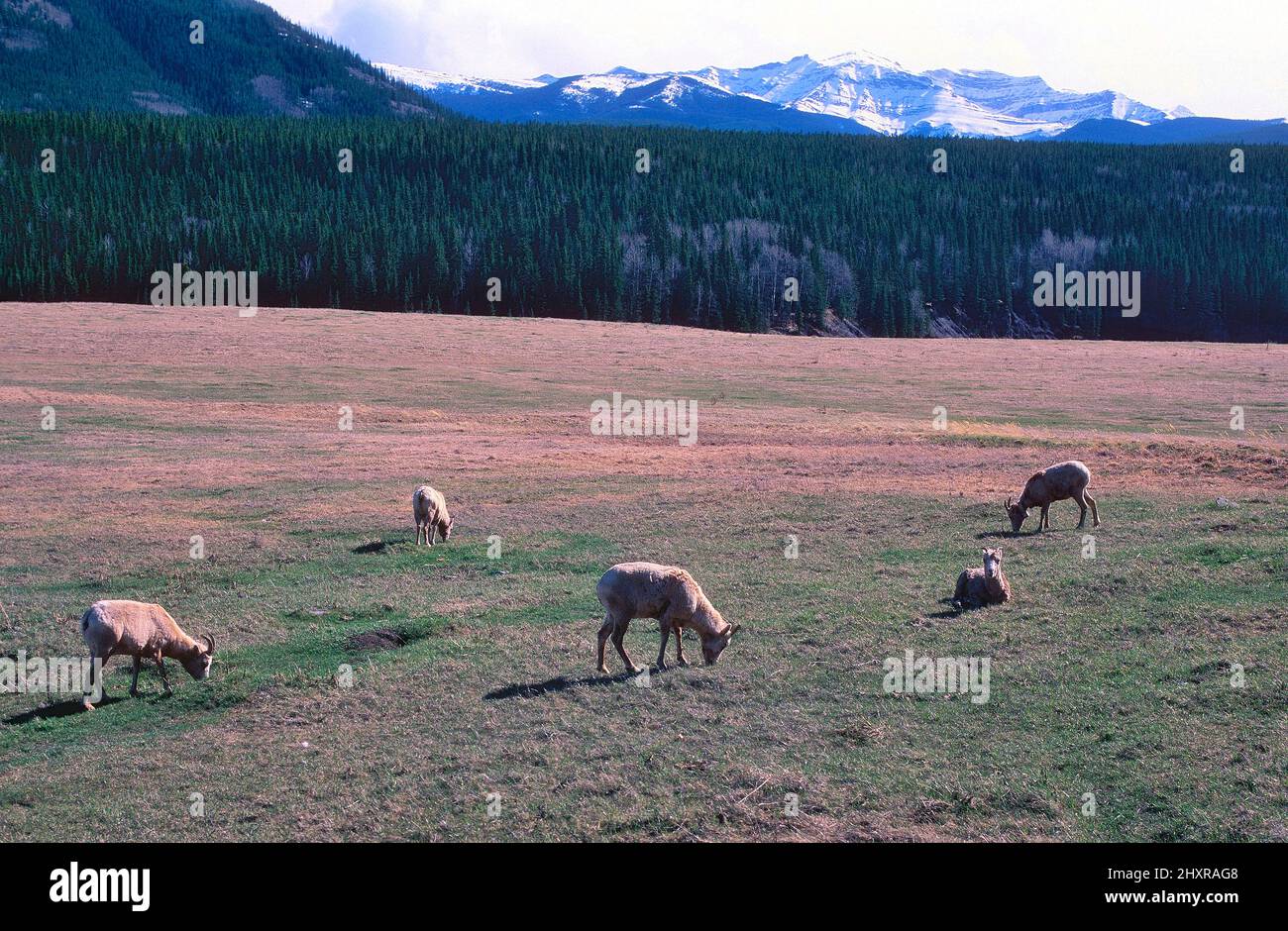 Dickhornschaf, Ovis canadensis, Bovidae, Herde, grasend, Säugetier, Tier, Alberta, Kanada Stock Photo