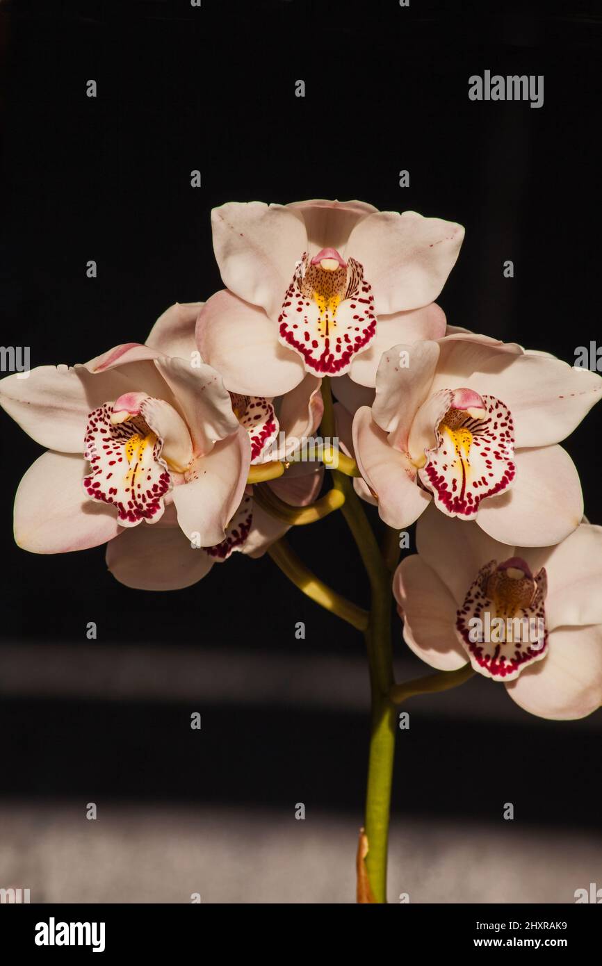 Cymbidium Orchid Flowers 8847 Stock Photo