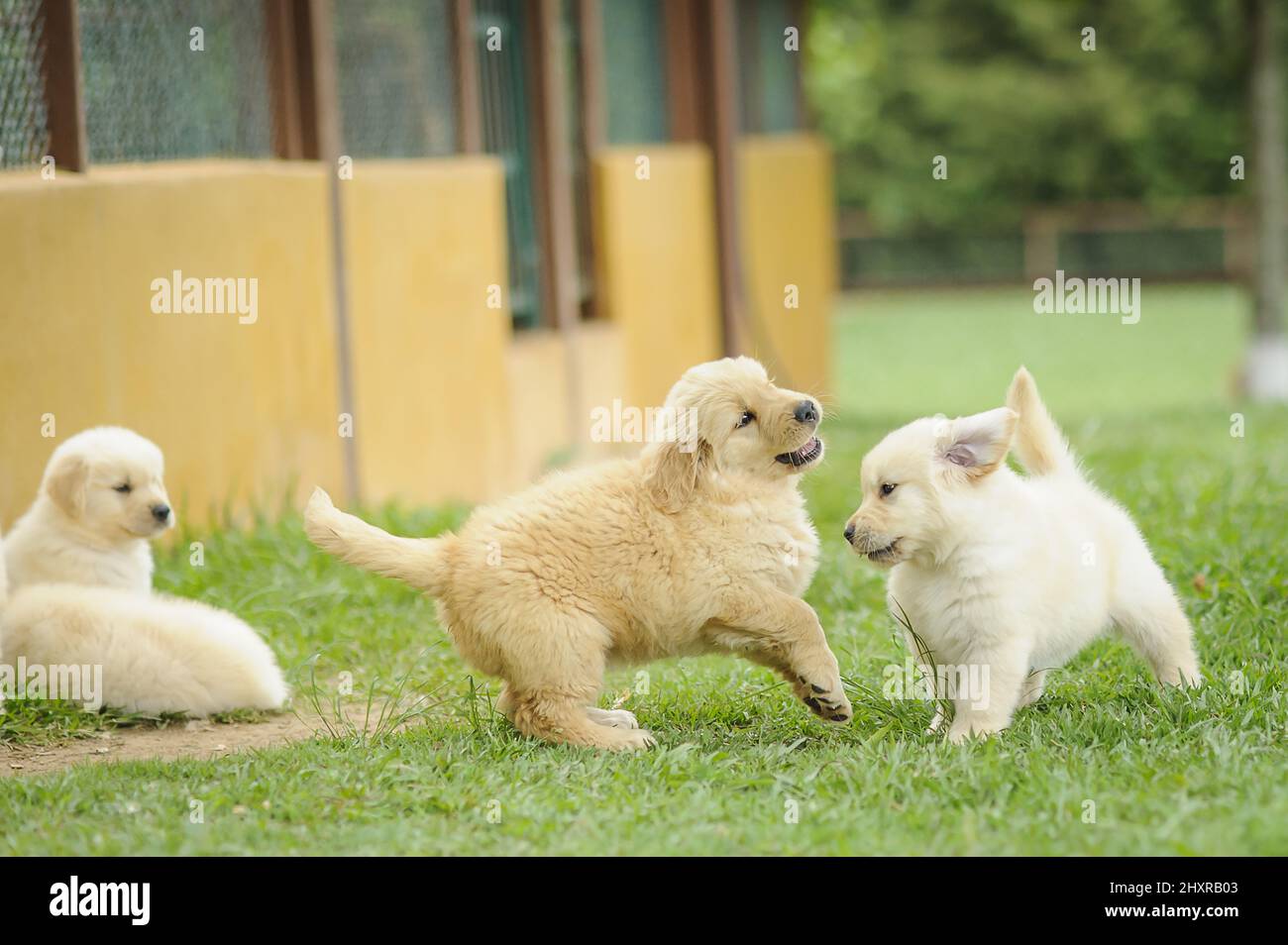 Playing Golden Retriever Puppies Hi res Stock Photography And Images Playing Golden Retriever Puppies Hi res Stock Photography And Images
