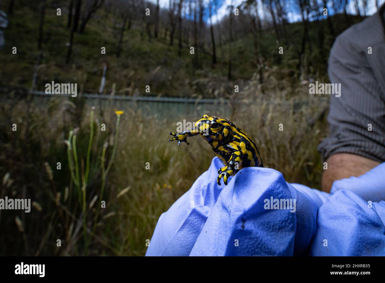 (220314) -- SYDNEY, March 14, 2022 (Xinhua) -- Photo taken on Feb. 5, 2022 shows a corroboree frog to be released into the wild in New South Wales, Australia. A project dubbed 'Saving our Species' has seen 100 corroboree frogs reintroduced into the wild in the Australian state of New South Wales (NSW), in an effort to reinvigorate their dwindling population. TO GO WITH 'Aussie state reintroduces critically endangered corroboree frog' (Alex Pike/Taronga Zoo/Handout via Xinhua) Stock Photo