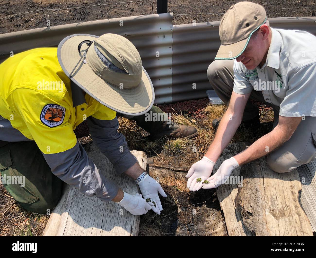 (220314) -- SYDNEY, March 14, 2022 (Xinhua) -- File photo taken on Jan. 17, 2020 shows staff releasing corroboree frogs in New South Wales, Australia. A project dubbed 'Saving our Species' has seen 100 corroboree frogs reintroduced into the wild in the Australian state of New South Wales (NSW), in an effort to reinvigorate their dwindling population. TO GO WITH 'Aussie state reintroduces critically endangered corroboree frog' (Taronga Zoo/Handout via Xinhua) Stock Photo