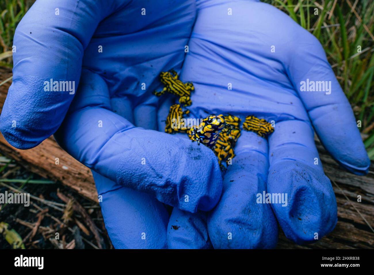 (220314) -- SYDNEY, March 14, 2022 (Xinhua) -- Photo taken on Feb. 5, 2022 shows corroboree frogs to be released into wild in New South Wales, Australia. A project dubbed 'Saving our Species' has seen 100 corroboree frogs reintroduced into the wild in the Australian state of New South Wales (NSW), in an effort to reinvigorate their dwindling population.   TO GO WITH 'Aussie state reintroduces critically endangered corroboree frog' (Alex Pike/Taronga Zoo/Handout via Xinhua) Stock Photo