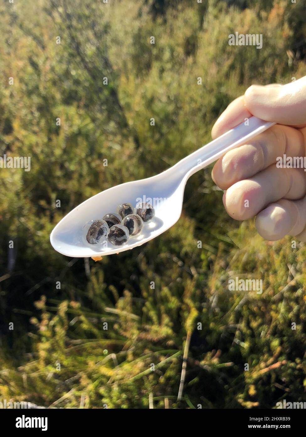 (220314) -- SYDNEY, March 14, 2022 (Xinhua) -- File photo taken on May 29, 2018 shows corroboree frog eggs. A project dubbed 'Saving our Species' has seen 100 corroboree frogs reintroduced into the wild in the Australian state of New South Wales (NSW), in an effort to reinvigorate their dwindling population.   TO GO WITH 'Aussie state reintroduces critically endangered corroboree frog' (Taronga Zoo/Handout via Xinhua) Stock Photo