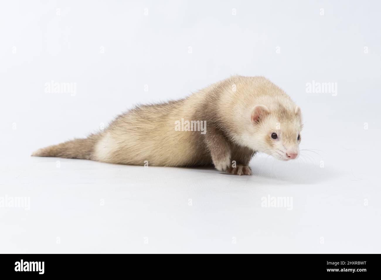 Furry golden ferret isolated on a white background Stock Photo Alamy