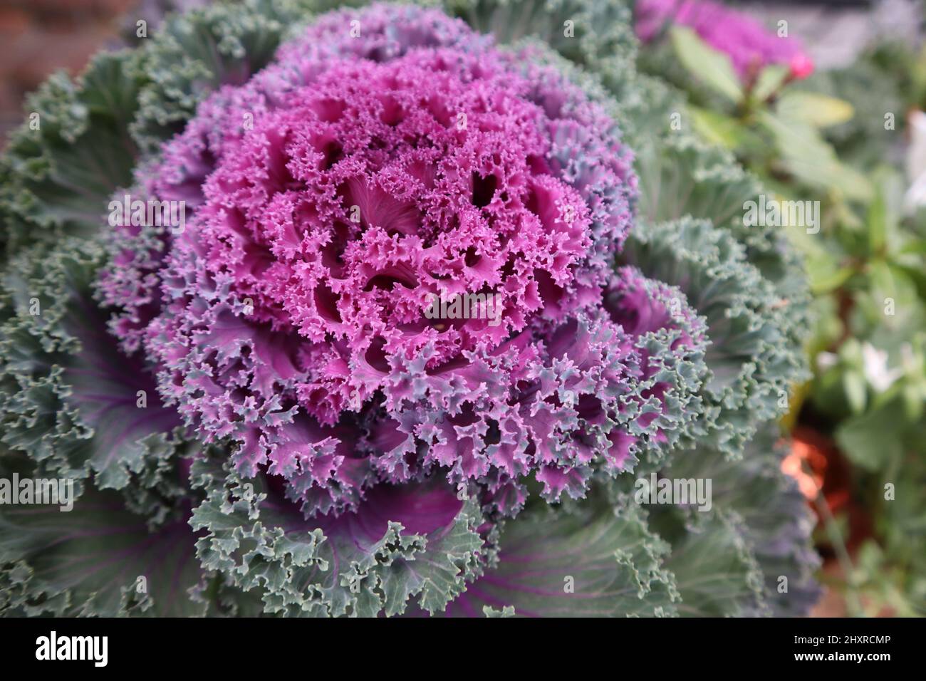 Closeup shot of an ornamental cabbage plant texture Stock Photo - Alamy