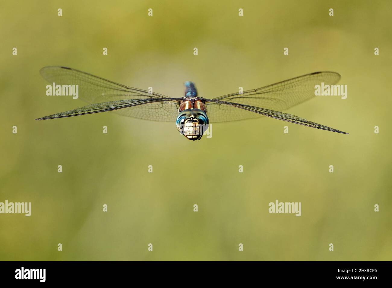 Closeup of a dragonfly flying on a blurry green background Stock Photo ...