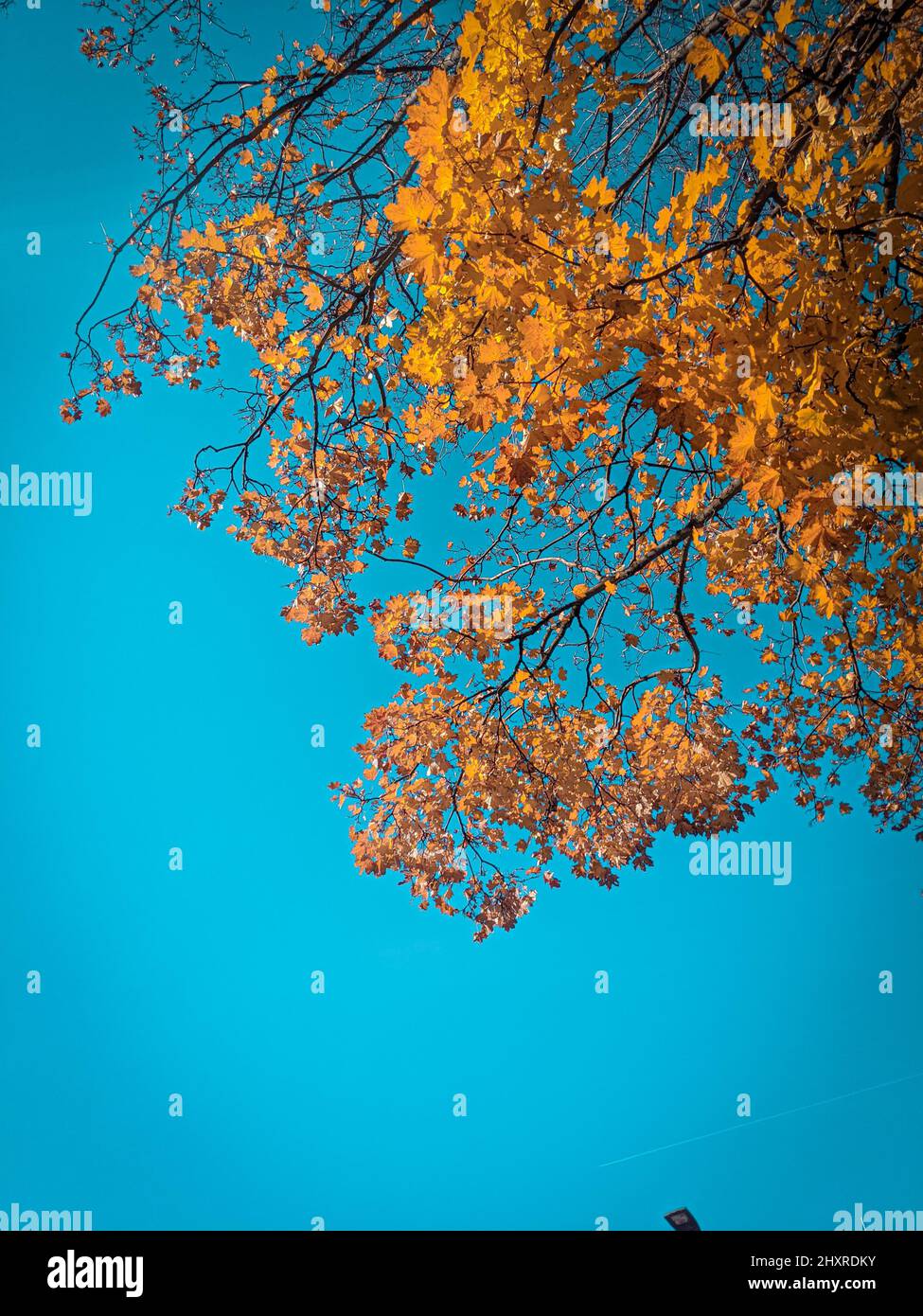Vertical low angle shot of the tree with yellow leaves with blue sky in ...