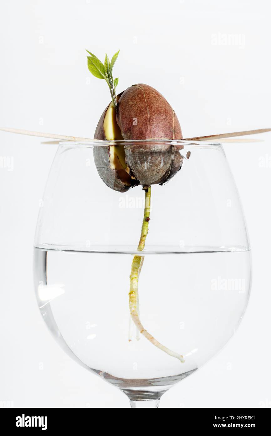 avocado seeds, germinate in water in a glass. leaves and root Stock Photo Alamy