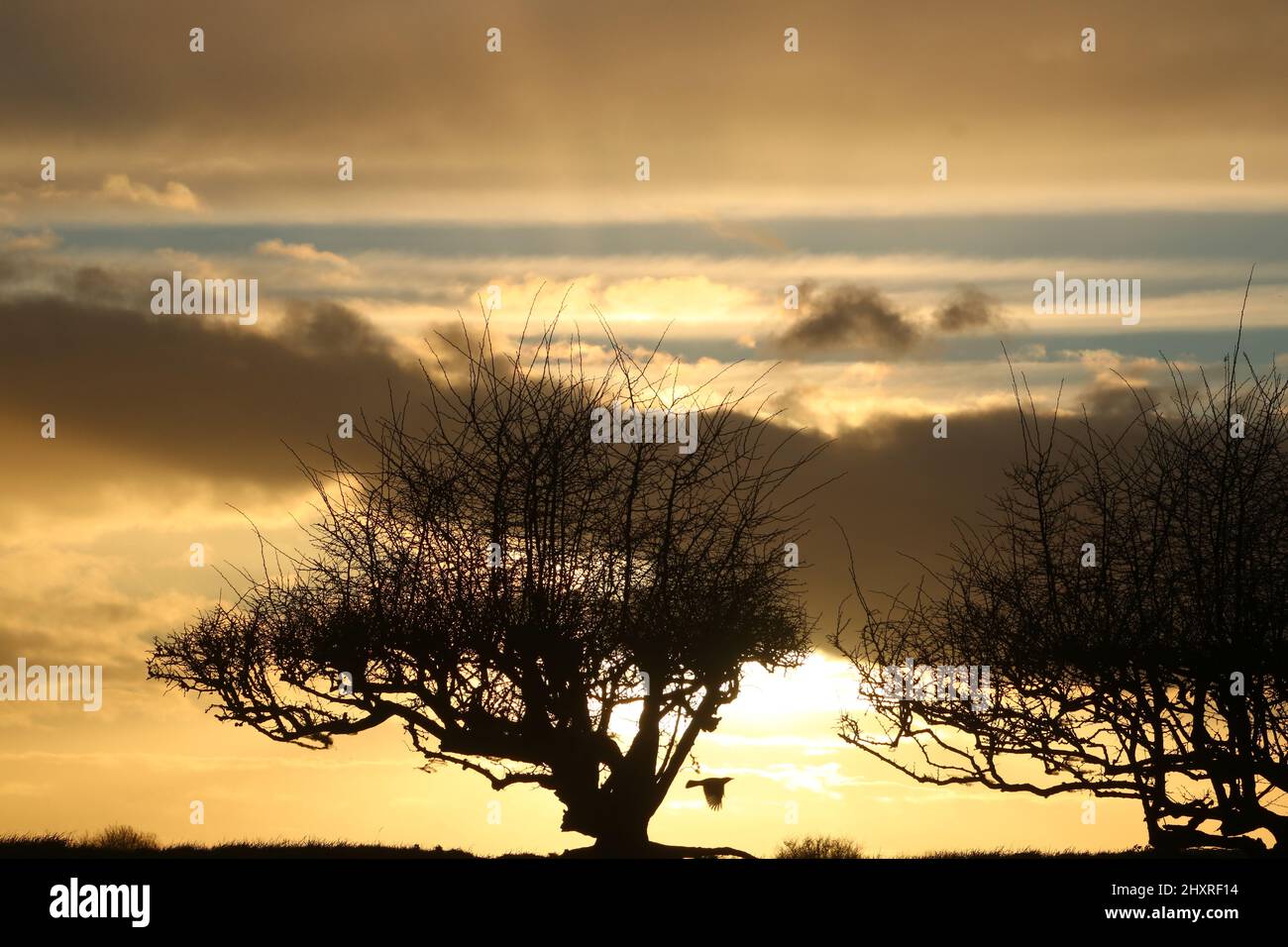 Silhouettes of bird in flight and hawthorn trees at sundown with golden sunset coloured clouds in an evening sky. Stock Photo