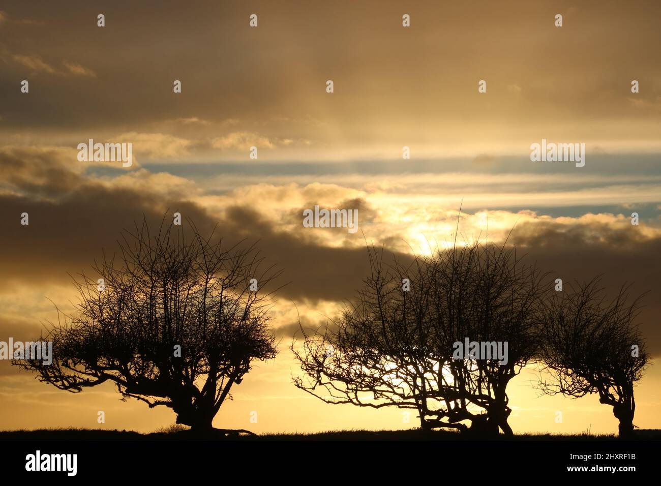 Silhouettes of hawthorn trees at sundown with golden sunset coloured clouds in an evening sky. Stock Photo