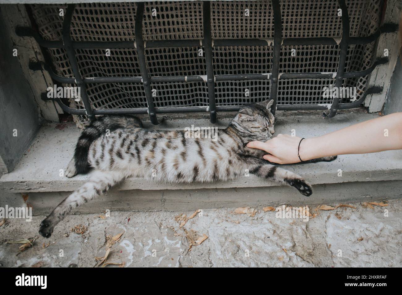 Cute gray cat sleeping on the floor and a person touching the cat with ...
