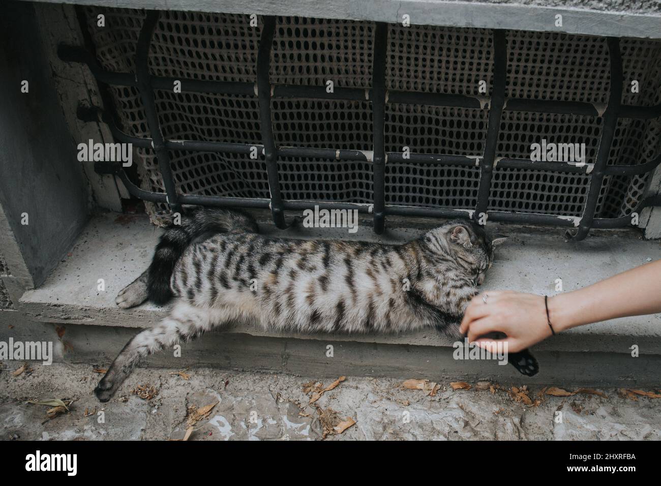 Cute gray cat sleeping on the floor and a person touching the cat with ...