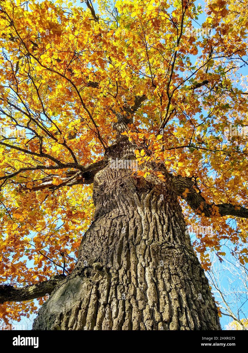 Low angle shot of an autumn tree in the forest Stock Photo - Alamy