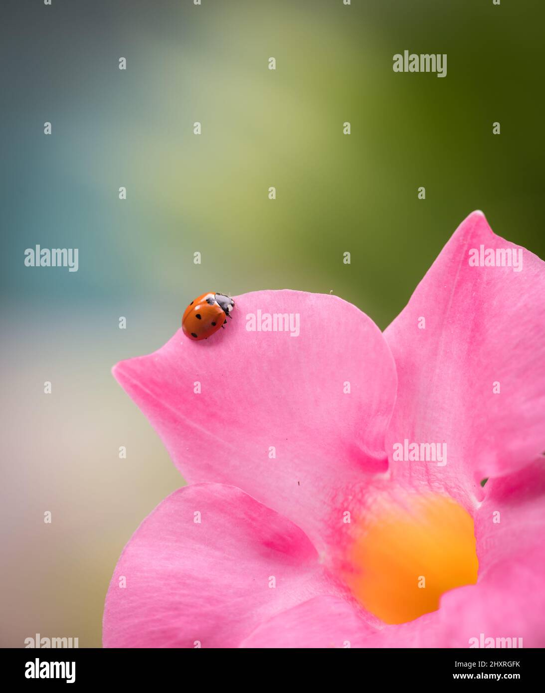 Macro shot of a ladybug on a pink mandevilla flower against a blurred background Stock Photo