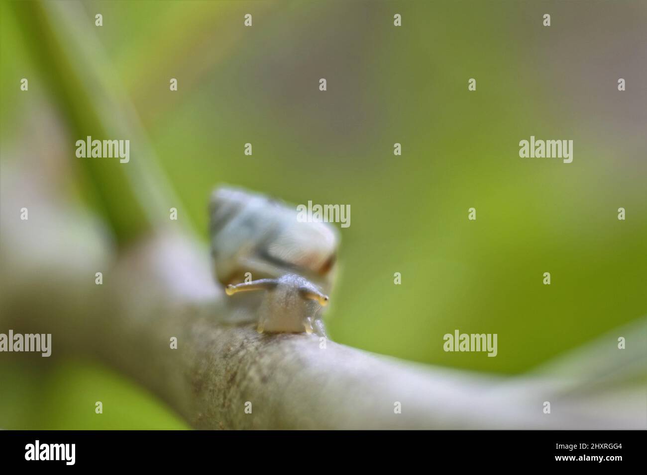 Selective focus of a small snail on a green branch against a blurred ...