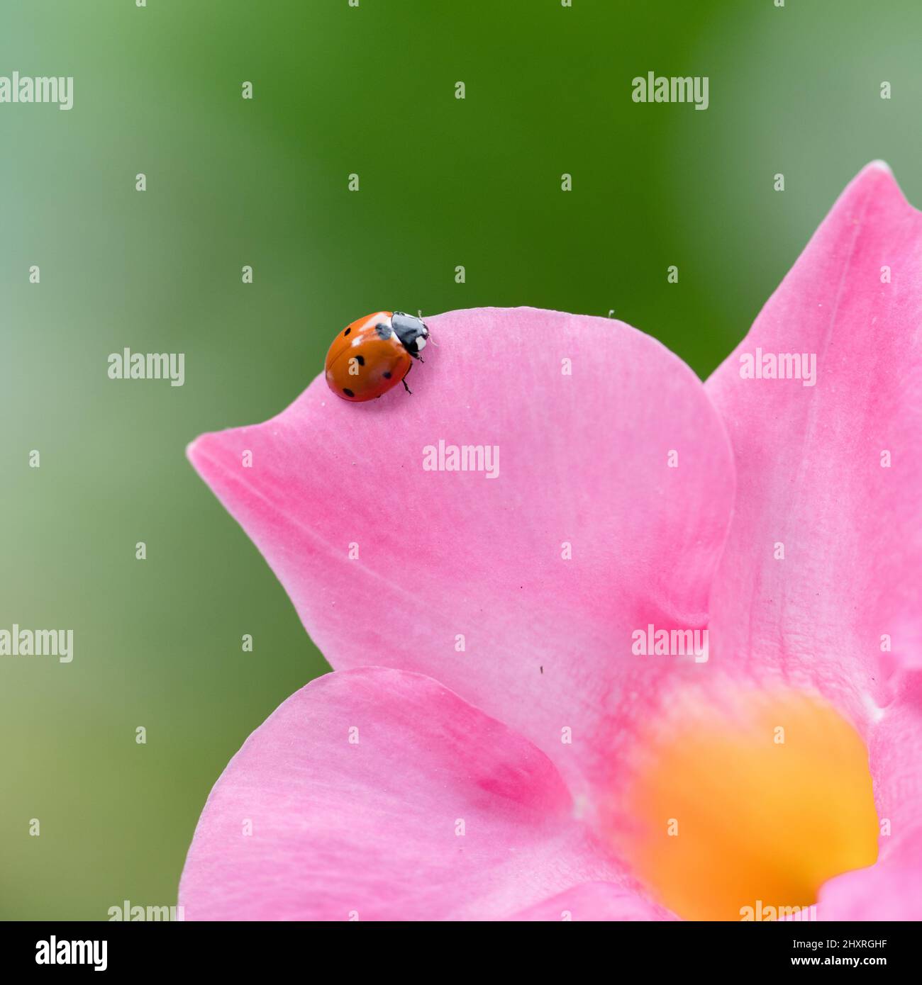 Macro shot of a ladybug on a pink mandevilla flower against a blurred background Stock Photo