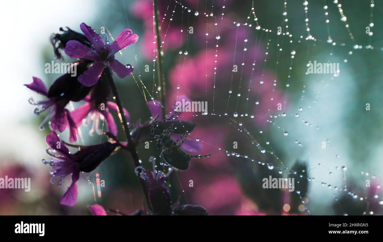 Spider's web. Creative. A small spider sits on its web next to a purple small orchid. Stock Photo
