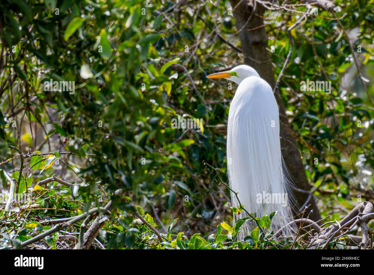 Nesting great white egret displaying its breeding plumage like a cloak at the Wading Bird Rookery in New Orleans, Louisiana, USA Stock Photo