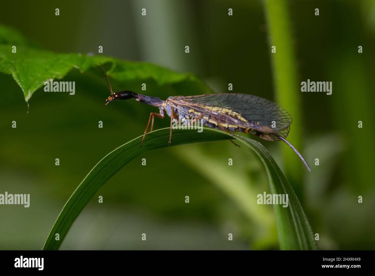 Snakefly, Raphidioptera, sitting on a plant stem. Forest near Belogorodka village, Kievskaya oblast, Ukraine. Stock Photo