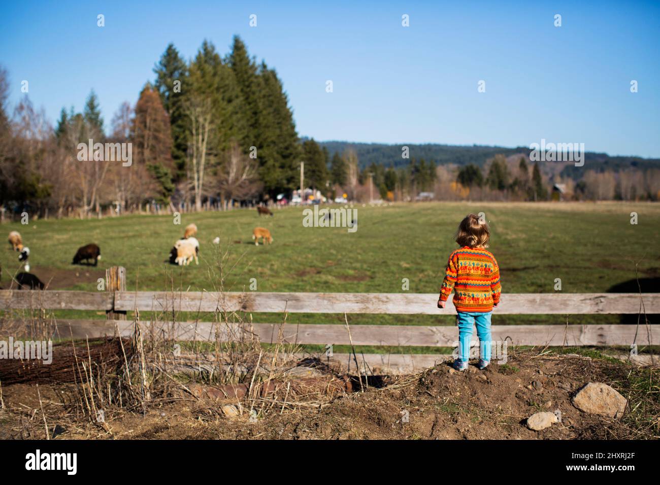 A young girl looks across pasture of sheep Stock Photo