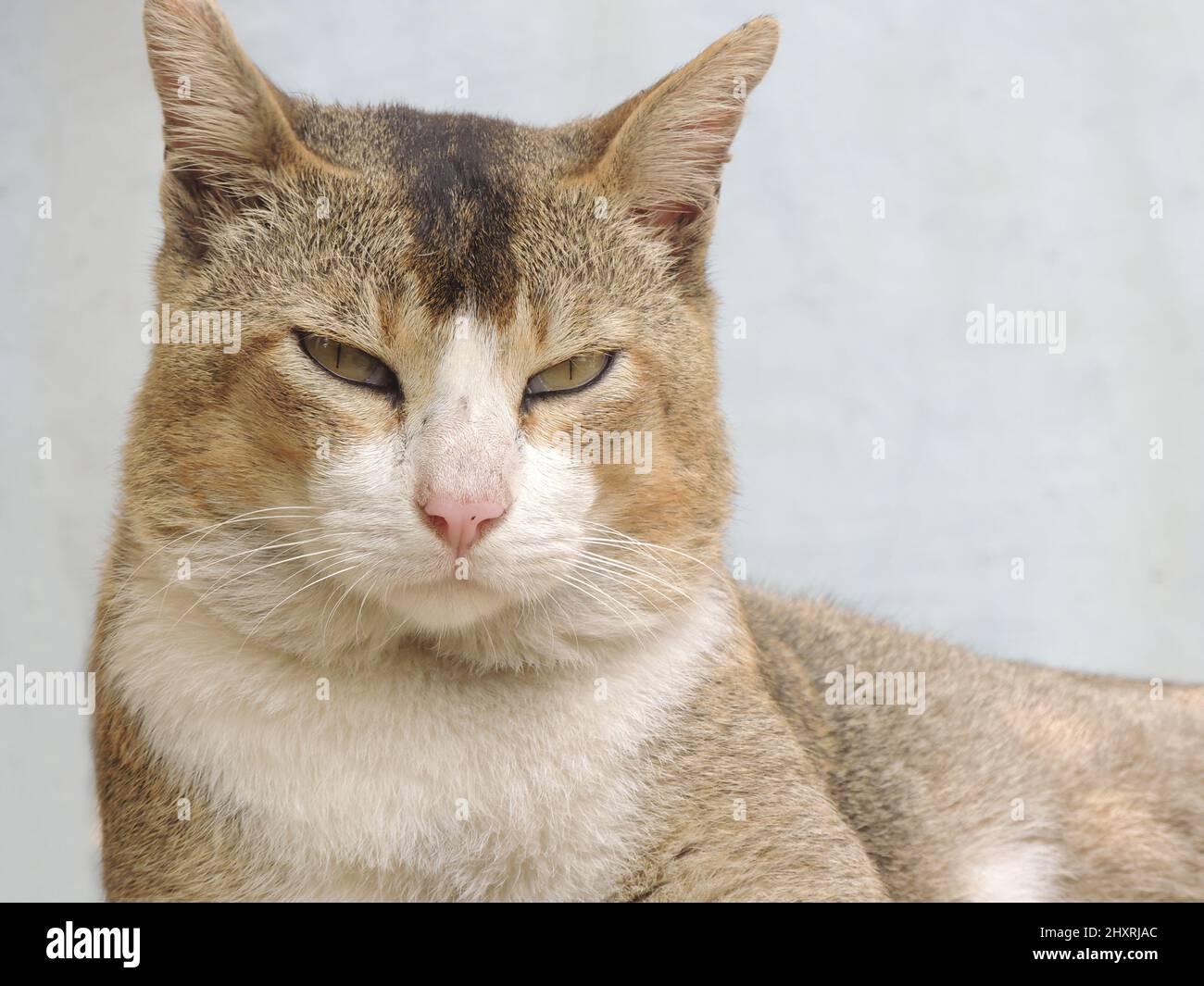 Closeup shot of a angry brown cat looking at camera while hanging ...