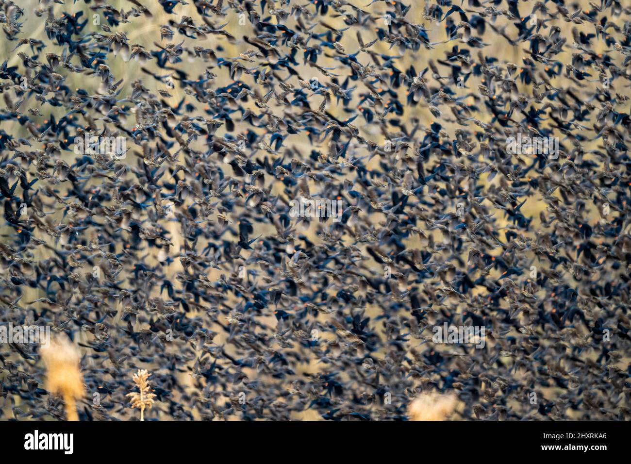 Huge flock of birds flying over the field Stock Photo - Alamy