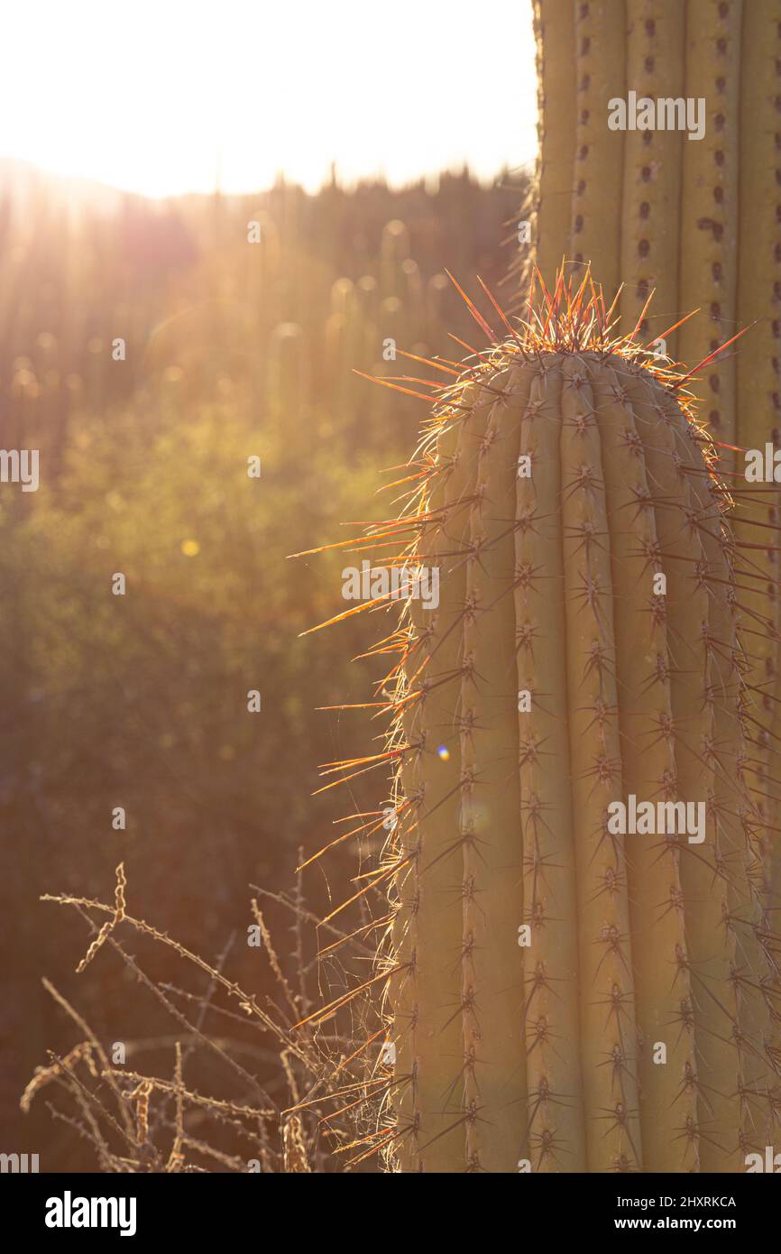 Close up of cactus during the golden hour in Mexican desert Stock Photo