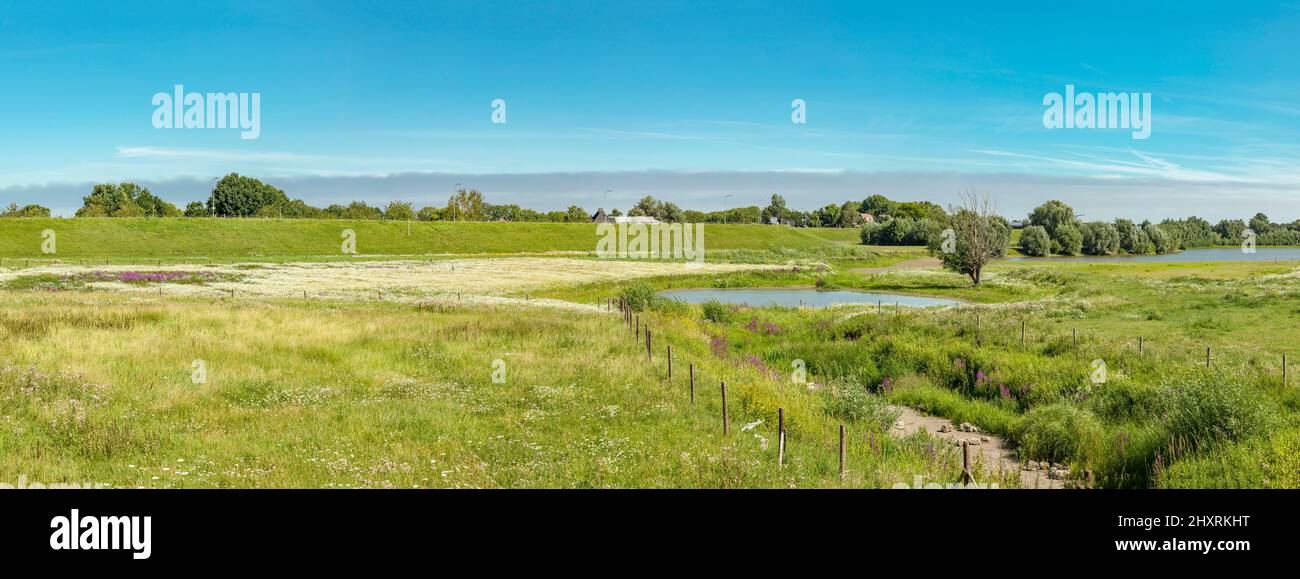River foreland of the river Waal, Ochten, Gelderland, Netherlands ...