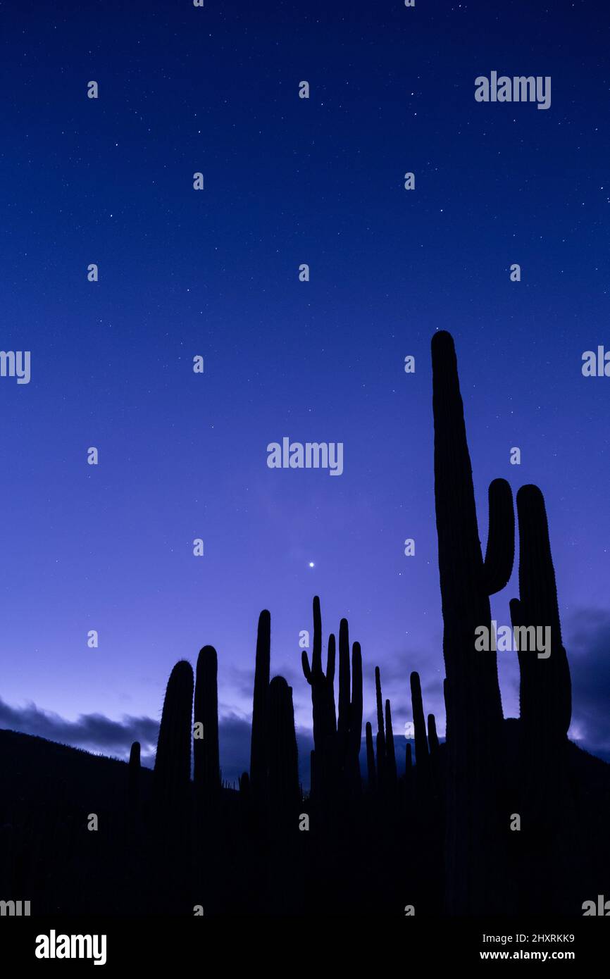 Night sky photography with the silohuette of tall cacti in Mexico Stock Photo