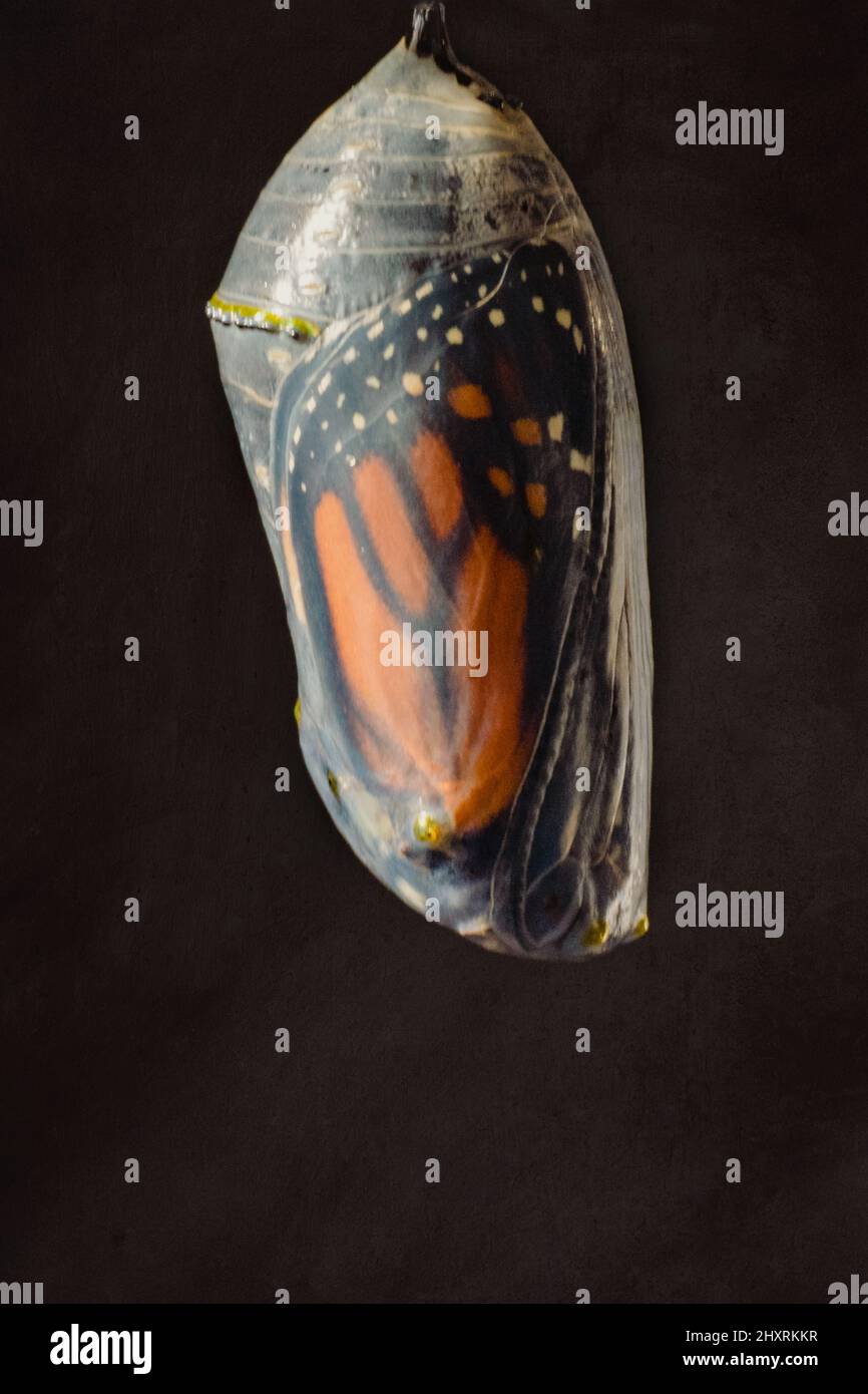 Monarch Butterfly ready to emerge from chrysalis Stock Photo Alamy