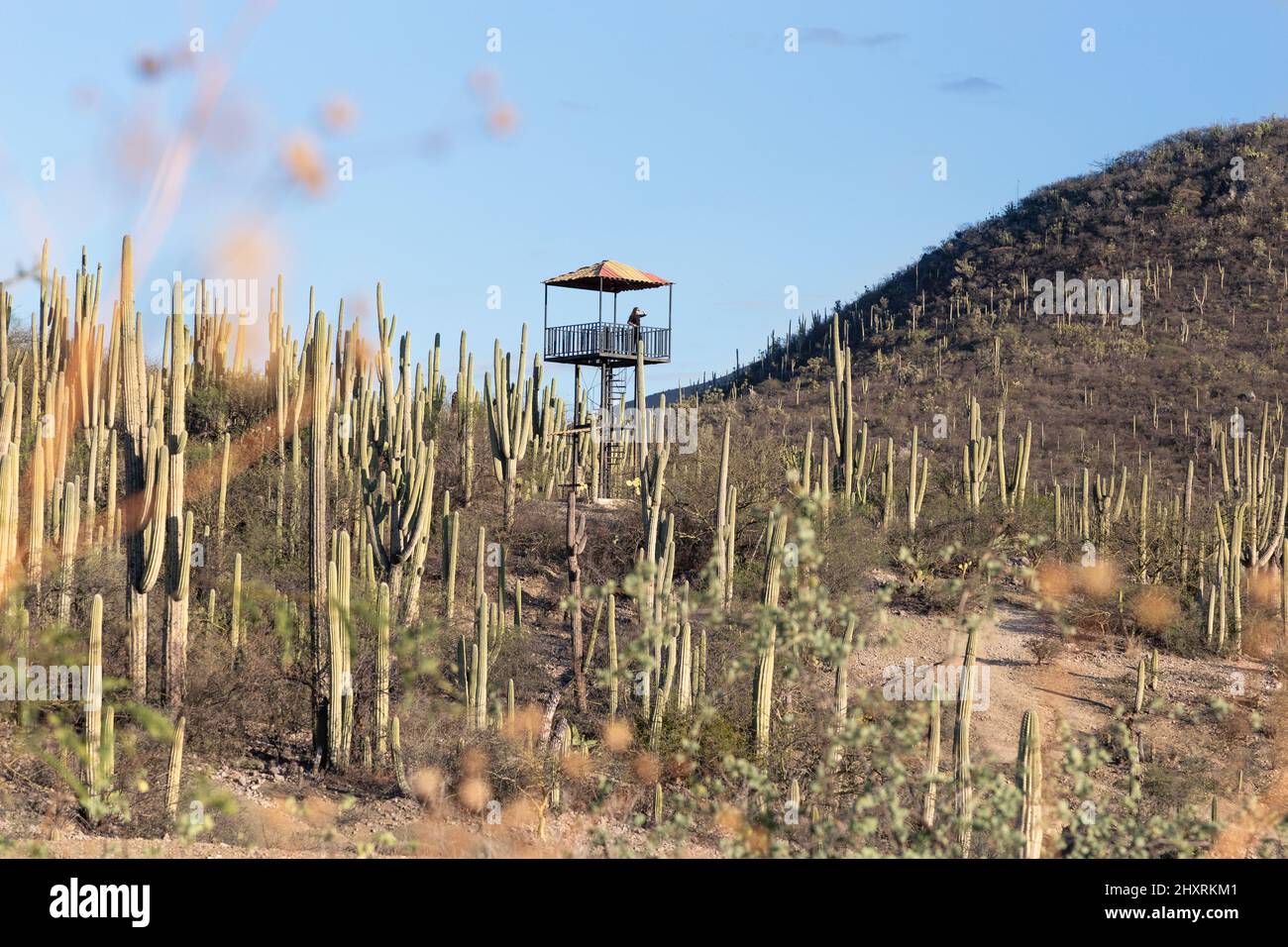 Woman on Bird hide in the Mexican desert with cacti Stock Photo