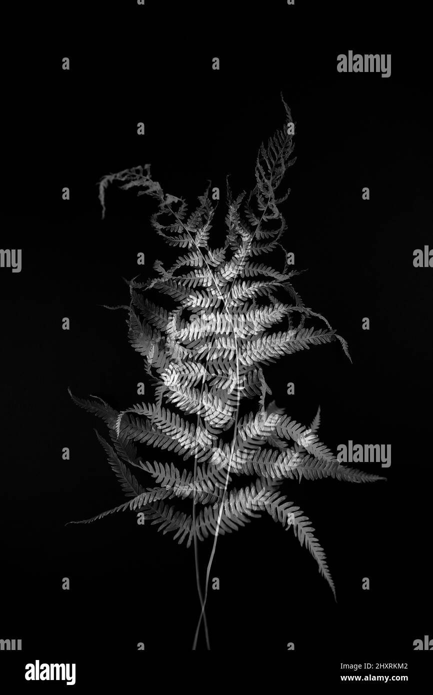 Beauty bright detail Black and White Stock Photos & Images - Alamy