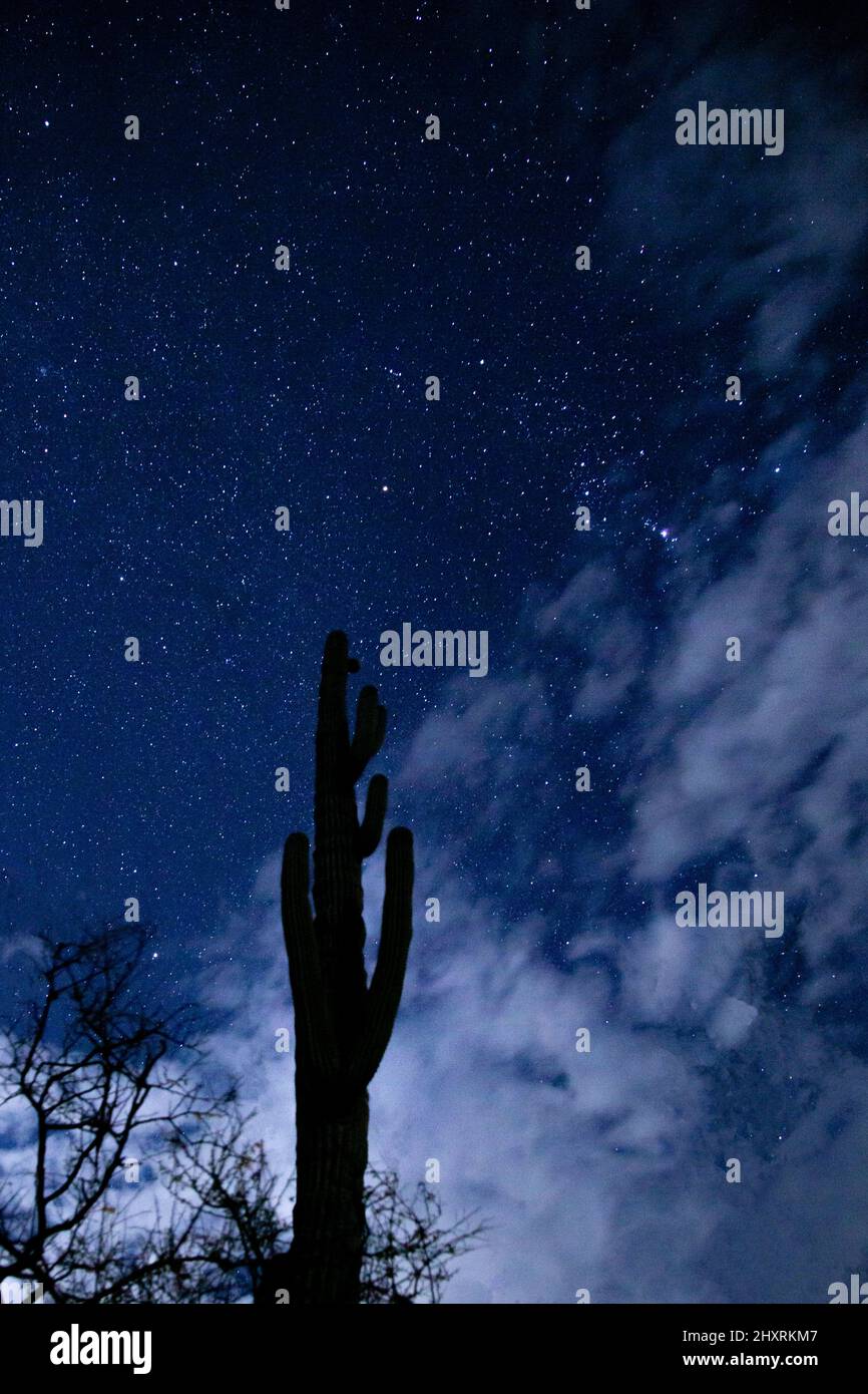 Night sky photography with the silohuette of a lonely cactus Stock Photo